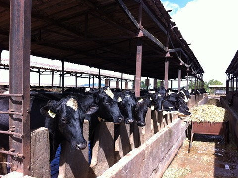 Sữa tươi - cùng họ có cùng chất?