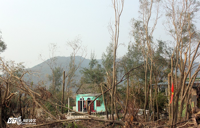 Dấu tích của cơn bão số 10 vẫn còn hằn lên hai bên đường đi với những rặng bạch đàn đổ gãy. Nay thêm nỗi mất mát vô cùng to lớn khi Đại tướng Võ Nguyên Giáp ra đi. Cờ rủ tiễn Đại tướng treo lên những hàng cây đã đổ gẫy.
