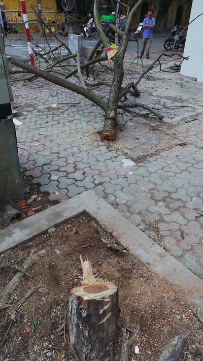 Kẻ gian táo tợn cưa trộm sưa giữa Hà Nội