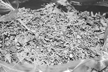  Bài thuốc quý đem lại niềm vui cho nhiều gia đình