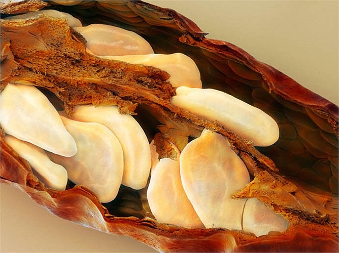 Khó có thể đoán được đây là đám hạt trong một quả ớt khô. 