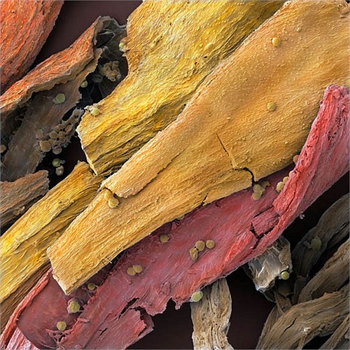 Hình ảnh của nghệ tây