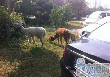 Thiếu gia chi trăm triệu mua lạc đà làm thú cưng