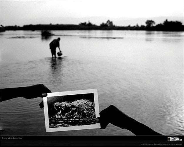 Mặc dù Gustave có xuất hiện nhưng nó chỉ bơi quanh như chế giễu những người đặt ra cái bẫy ấy