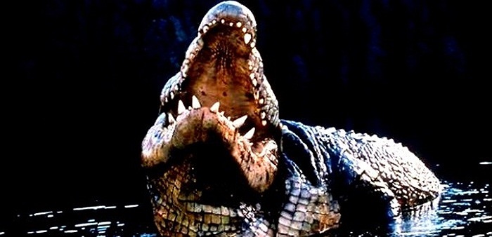 Nhiều người dân thậm chí còn chứng kiến Gustave giết và ăn những con hà mã đực trưởng thành - loài động vật mạnh mẽ và cực kỳ nguy hiểm