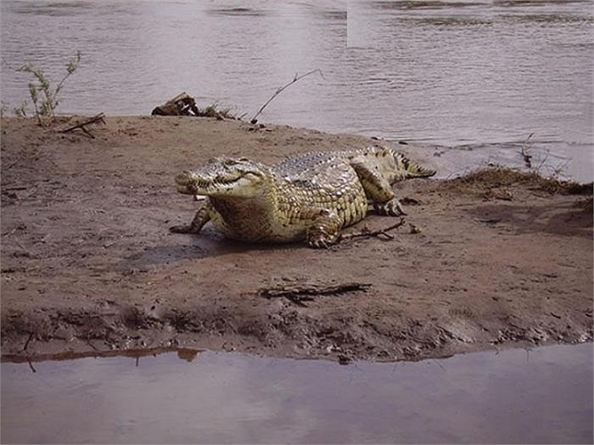 Các bức ảnh chụp vào năm 2008 cho thấy, con cá sấu này vẫn rất khỏe mạnh và lanh lẹ