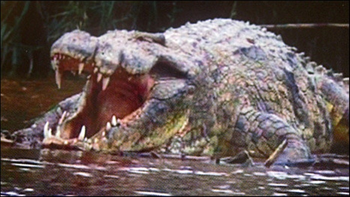 Gustave là 1 con cá sấu đực dài đến 7m nặng 2 tấn. Người đặt tên cho con cá sấu này là ông Patrice Faye người Pháp sống lâu năm ở Burundi. Ông ngiên cứu Gustave từ năm 1998