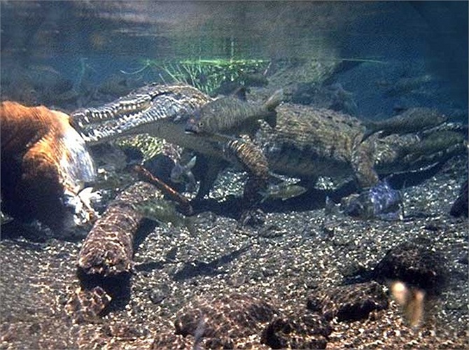 Ban đầu con cá sấu Gustave sống một cái ao nhỏ tại một ngôi làng ở Burudi nơi mà nạn diệt chủng liên tiếp xảy ra trong thời gian đó