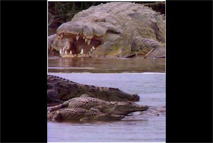 Những người bản địa tin rằng, nó giết người như một thú vui tiêu khiển, chứ không phải vì đói