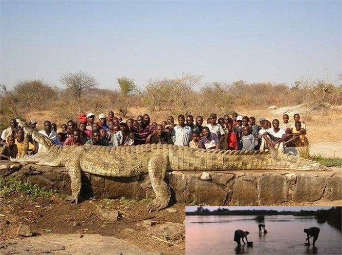 Không ai đoán được nó xuất hiện lại khi nào và ở đâu. Mặc dù lớp da ngoài của Gustave chứa vô số vết dao, lao và cả súng trường nhưng không ai giết được nó