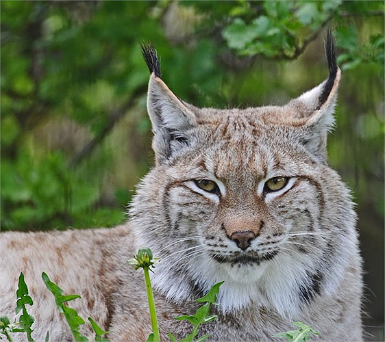 Linh miêu tuyết, tên khoa học là lynx, là một chi chứa 4 loài mèo hoang khổng lồ, có cân nặng ngang với một số loài báo, từ 20 tới 30 kg.