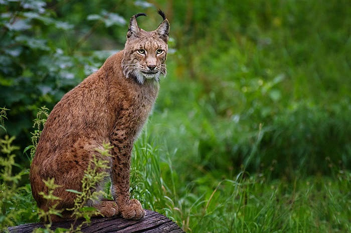Hiện nay, linh miêu Á-Âu có thể tìm thấy tại khu vực Alps thuộc Slovenia và các khu vực Gorski Kotar, Velebit của Croatia. Tại hai nước này, linh miêu là loài đang nguy cấp và được luật pháp bảo vệ. 