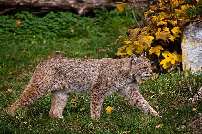 Loài cực kỳ nguy cấp là linh miêu Iberia sống tại miền nam Tây Ban Nha và trước đây còn có ở miền đông Bồ Đào Nha. 