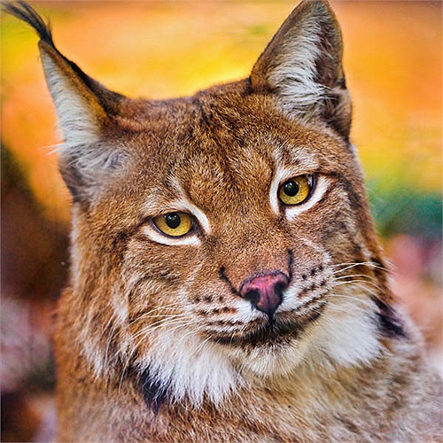 Khai quật khảo cổ học ở bán đảo Iberia (cực Tây Nam châu Âu) cho thấy, loài linh miêu vốn tồn tại phổ biến ở quần đảo này.