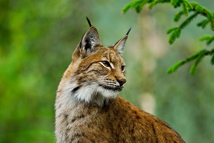 Đầu thế kỷ 20, chúng còn phổ biến ở Tây Ban Nha, với số lượng ước khoảng 100 ngàn cá thể, sống trên diện tích khoảng 60.000 km2. 