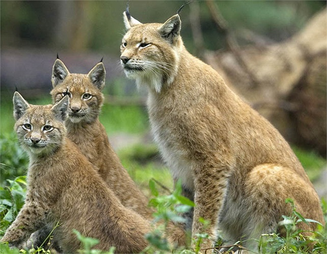 Phải có sự nỗ lực vào cuộc của các nhà khoa học, loài linh miêu Iberia mới tăng lên 80 cá thể như hiện tại.