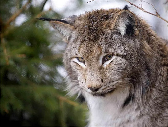 Sự suy giảm khủng khiếp là do việc săn bắn lấy lông. Sự tàn phá môi trường, mở rộng nông nghiệp, cũng khiến loài vật này suy giảm. 