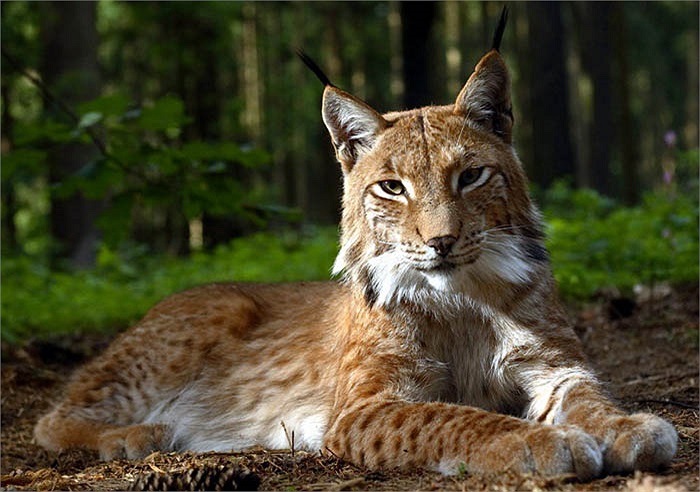 Các loài linh miêu tuyết có đặc điểm chung là đuôi ngắn, bàn chân to để đi trên tuyết, thường có một búi lông đen trên chỏm tai và khoanh bờm phía dưới cổ.