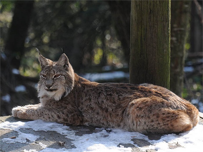 Chúng sinh sống trong các khu rừng nằm ở độ cao lớn với các loại cây bụi, cỏ và lau sậy rậm rạm và thường chọn nơi nghỉ ngơi trong các khe hở của núi đá hay dưới các rìa đá. 