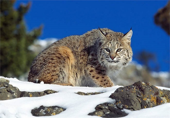 Mặc dù linh miêu tuyết chỉ đi săn trên mặt đất nhưng chúng leo trèo và bơi lội khá tốt. Chúng kết đôi vào mùa đông, và sinh ra từ 2-4 linh miêu con trong một năm.