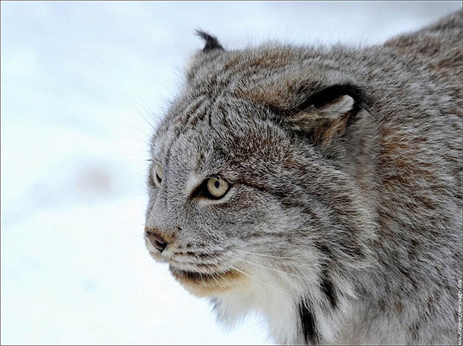 Loài mèo này ăn các loại động vật khác nhau, thông thường là chim, thú nhỏ, cá, cừu hay dê, nhưng cũng có khi là các loài to lớn như tuần lộc, hoẵng, sơn dương. Món ăn ưa thích nhất của chúng là thỏ hoang dã.