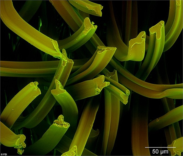 Cận cảnh đầu lọc thuốc lá.