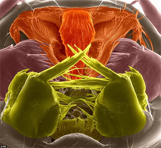 Miệng của một con ấu trùng được phóng đại 800 lần.