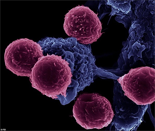 Vẻ đẹp của tế bào miễn dịch trong cơ thế người.