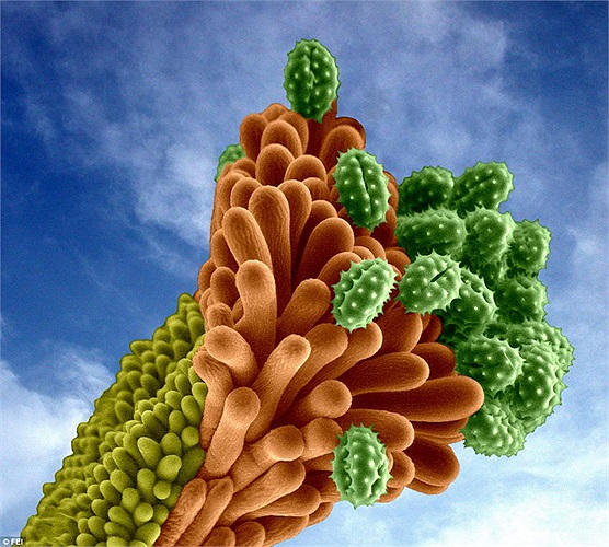 Những hạt phấn trên hoa bất tử.