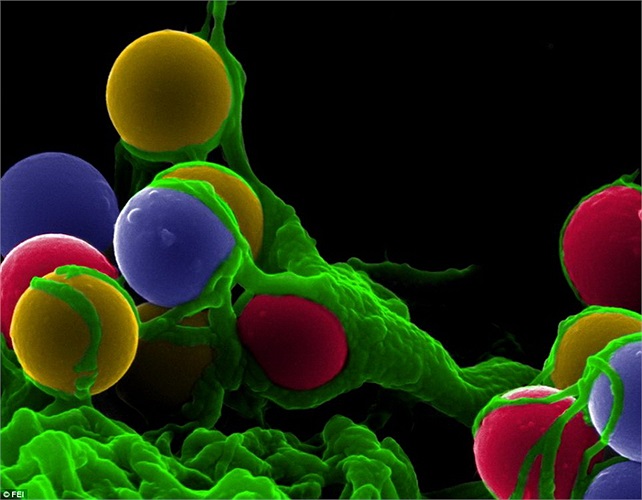 Tế bào giả túc