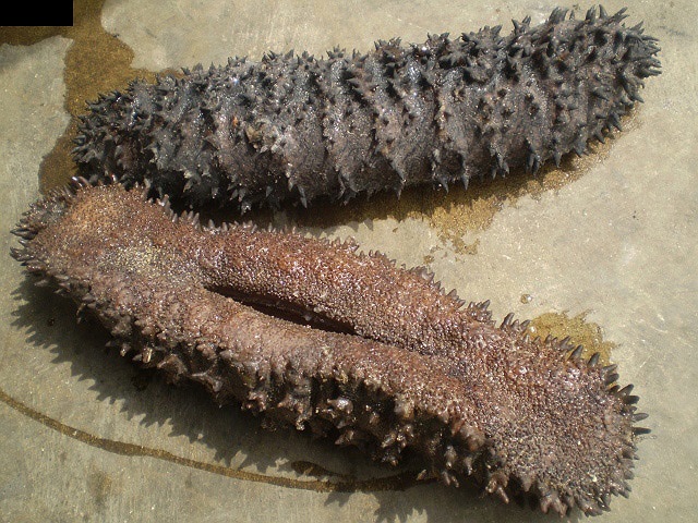 Được ví như “nhân sâm của đại dương”, những con hải sâm vừa là một vị thuốc quí, vừa là loại thực phẩm cao lương mỹ vị dành cho các bậc vua chúa thời xưa. 