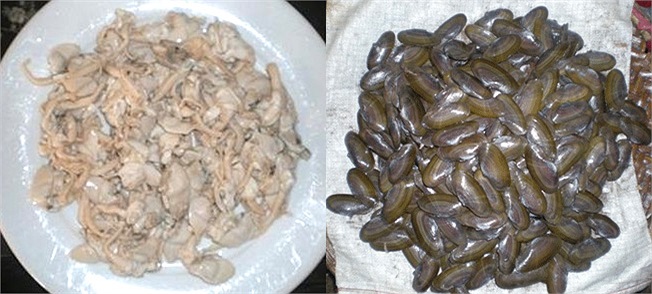 Con phi là loài động vật giống trai, hến nhưng sống ở nước lợ, có vỏ mỏng hơn, ruột trắng nõn và giòn, thịt rất ngọt. Phi sống ở nhiều nơi, nhưng nổi tiếng nhất là ở vùng Hậu Lộc hay cửa Hới ở Sầm Sơn, cửa sông Ghép vùng Quảng Xương