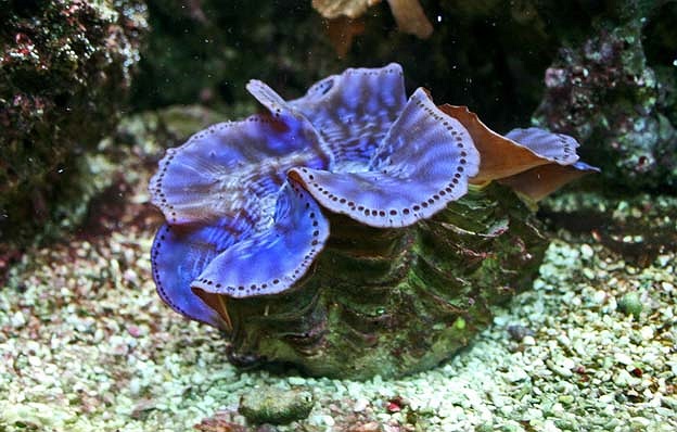 Trai tai tượng vừa có vẻ đẹp bắt mắt, vừa là một món ăn bổ dưỡng dùng để cung tiến vua chúa thời xưa. Loài trai này phân bố chủ yếu ven biển miền Trung và ven các đảo phía Nam