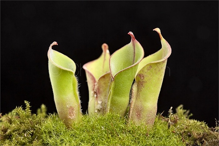 Bình chứa nắng - Heliamphora, loài thực vật ăn côn trùng nhưng không có họ với bất kỳ loài nắp ấm nào