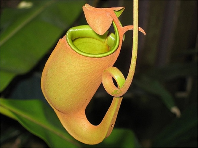 Sát thủ diệt kiến - Nepenthes, thuộc họ nắp ấm nhưng loài cây này chỉ thích ăn kiến chứ không quan tâm nhiều ắm đến ruồi hay ong