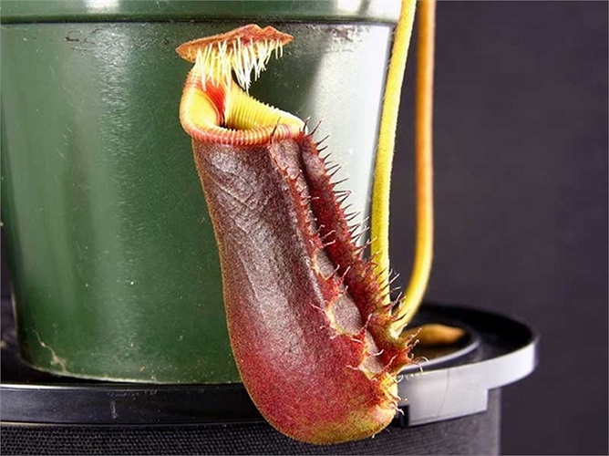 Hình dáng kỳ dị của loài cây này đã nói lên phần nào khẩu vị đặc biệt của nó, loài cây này chỉ thích ăn chuột chù