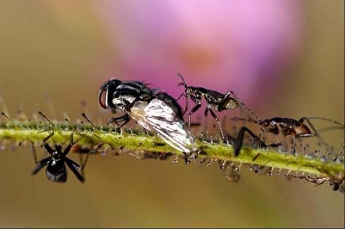 Sát thủ diệt sâu bọ - Roridula, toàn thân là những cái bẫy chết người để bắt sâu bọ