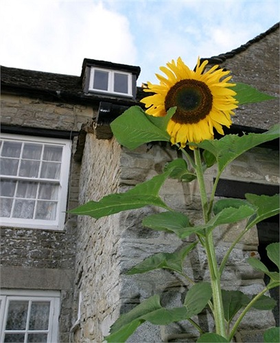 Loài hoa đứng vị trí thứ 10 theo kết quả nghiên cứu của Homebase là hướng dương. Vẻ đẹp tươi tắn, rạng ngời của loài hoa luôn hướng về phía mặt trời thực sự là một điểm nhấn giúp ngôi nhà dễ bán hơn.