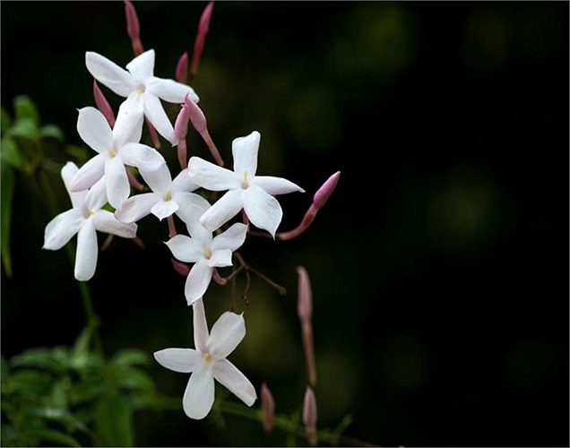 Hoa nhài trắng tinh khôi, tỏa hương thơm dịu dàng (vị trí số 7) cũng có thể giúp người đang muốn bán nhà thuyết phục được khách tới mua.