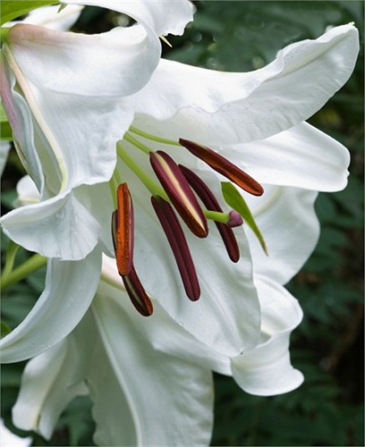 Một trong những loài hoa đẹp nhất trong bất cứ khu vườn nào, hoa ly (vị trí số 6) rõ ràng có thể gây ấn tượng mạnh với người mua nhà.