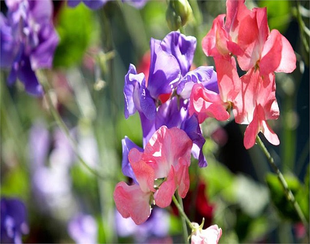 Hoa đậu (vị trí số 5) cực kỳ dễ trồng, mùi hương lại nhẹ nhàng và tạo cảm giác thật bình yên.