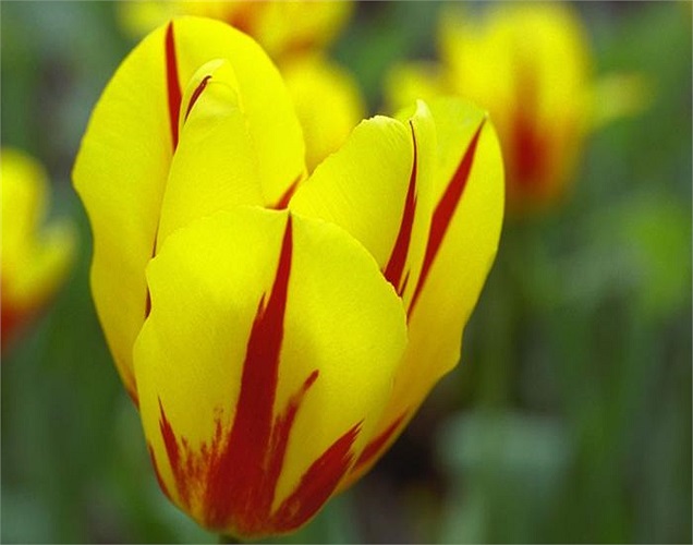 Có không nhiều loài hoa mang vẻ rực rỡ, sáng bừng như hoa tulip (vị trí số 4) và do đó, chắc chắn nó có thể thu hút người mua nhà tiềm năng.