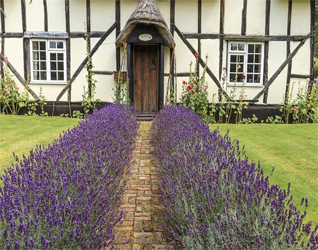 Chiếm giữ vị trí số 2 trong danh sách của Homebase là hoa oải hương. Màu tím mơ mộng của nó có thể giúp bạn thành công hơn trong thương vụ mua bán.