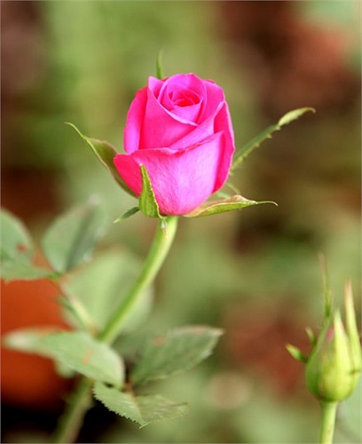 Và ở vị trí số 1 trong số 10 loài hoa hấp dẫn người mua nhà nhất chính là hoa hồng.