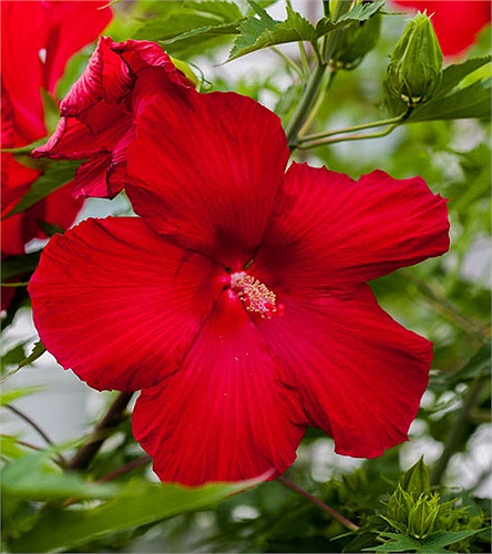 20- Cây dâm bụt Dâm bụt cung cấp các tác nhân chống béo phì khác nhau như crom, axit ascorbic và axit hydroxycitric (HCA).