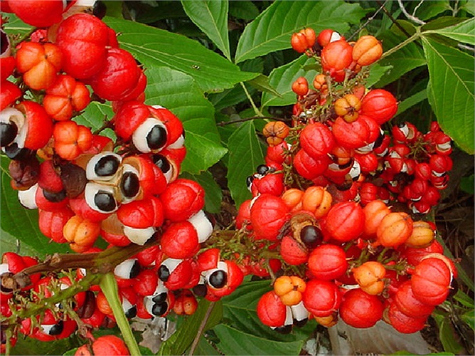 7- Guarana Loại quả có tính chất lợi tiểu. Nó giúp ích trong việc giảm cân. Nó cũng hỗ trợ hệ thần kinh và do đó giúp bạn tránh ăn nhiều do tinh thần căng thẳng. 
