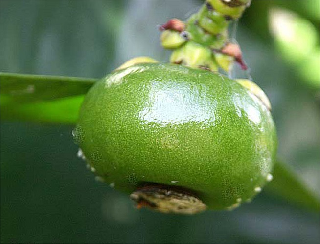 15- Garcinia Loại trái cây này hạn chế cảm giác thèm ăn và ngăn ngừa sản xuất và lưu trữ chất béo. 