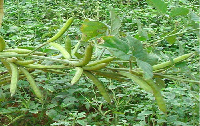 14- Guar gum Loại cây hỗ trợ bệnh tiểu đường và hỗ trợ giảm cân. Nó giúp cải thiện quá trình tiêu hóa và làm cho bạn có cảm giác no lâu. 