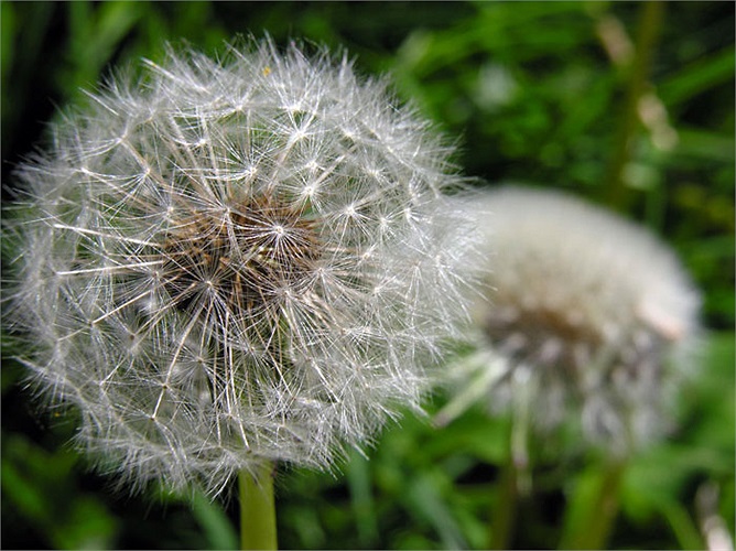 12- Bồ công anh Hoa này giúp thanh lọc cơ thể và giúp làm chậm tiêu hóa để bạn cảm thấy no lâu hơn và có hàm lượng dinh dưỡng rất tốt. Vì vậy, ăn hoa này bạn sẽ giảm cân và mặc vừa quần jean cũ của bạn. 