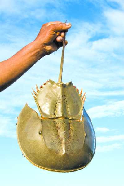 Ăn hải sản độc: Bố tử vong, con cấp cứu